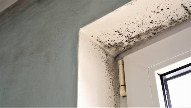 Pemberwick, CT Mold Removal Company