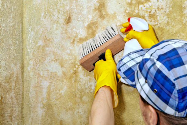 Best Mold Odor Removal Services  in Pemberwick, CT