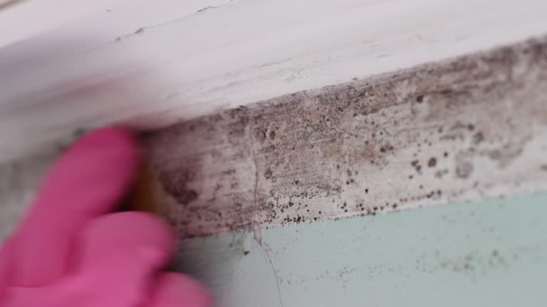 Best Environmental Consulting for Mold Prevention  in Pemberwick, CT